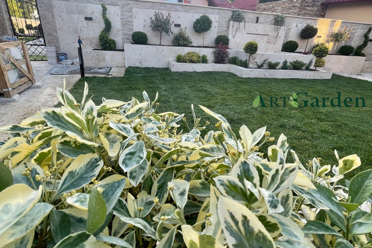 Grădină amenajată în Dragodana